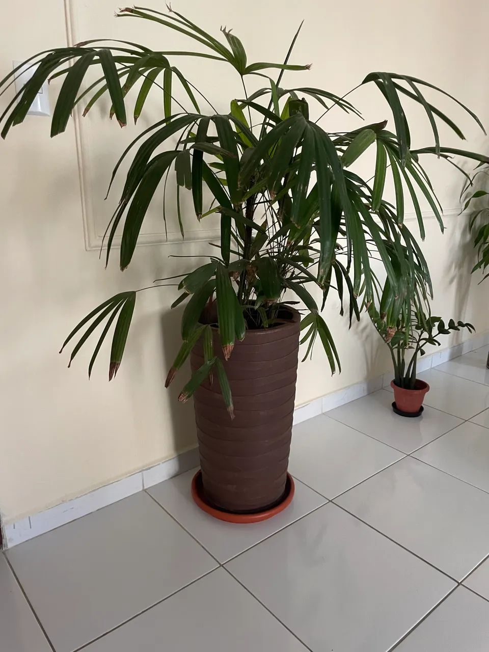 Vaso com planta - Foto 2