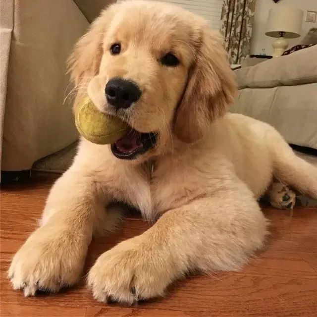 cachorro - Foto 2
