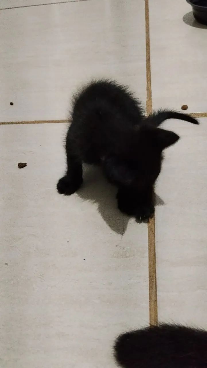 Doação de gatinhos filhotes  - Foto 2