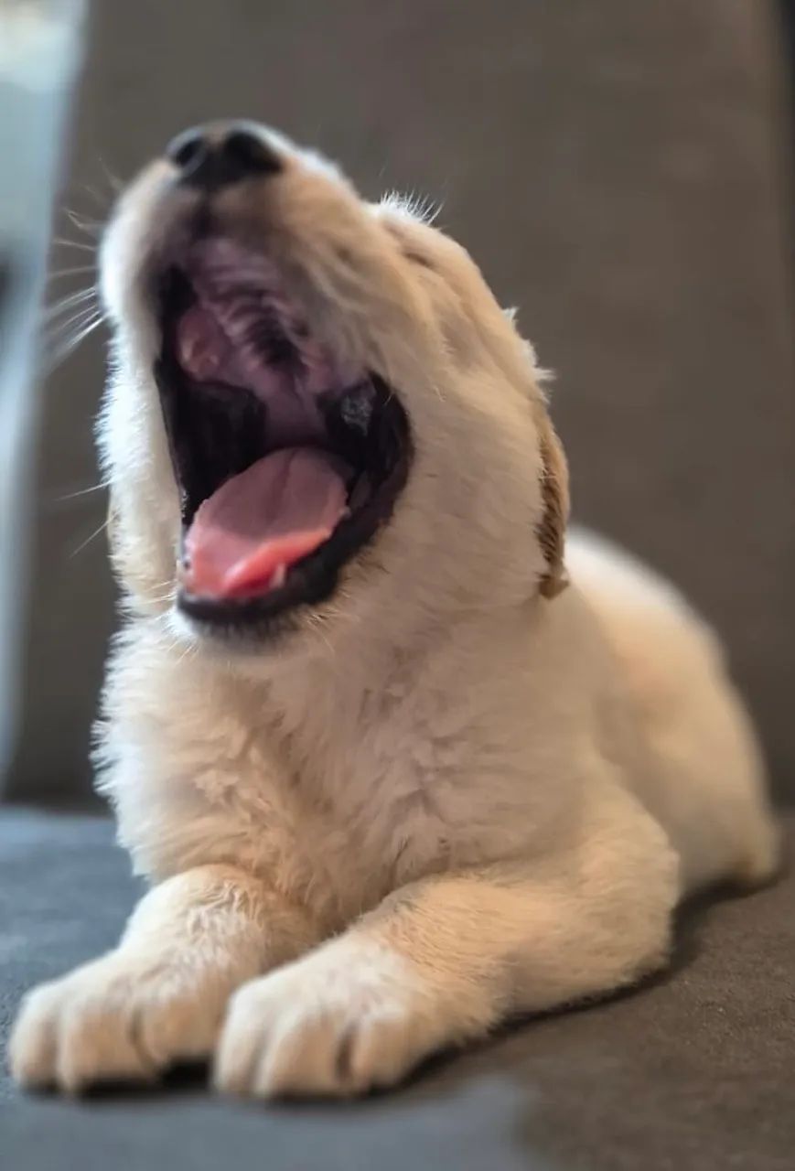 Filhote Golden Retriever  - Foto 4