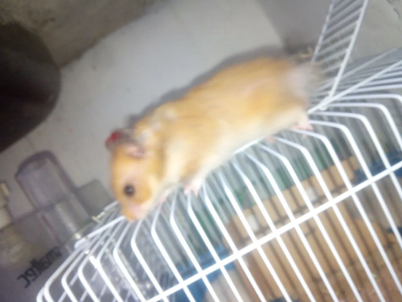 Hamster sírio 