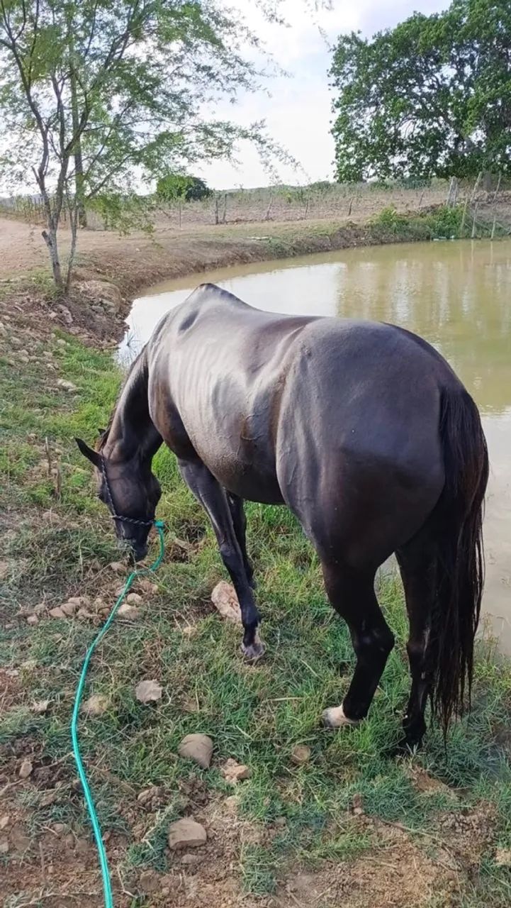 Égua e potra a venda - Foto 4