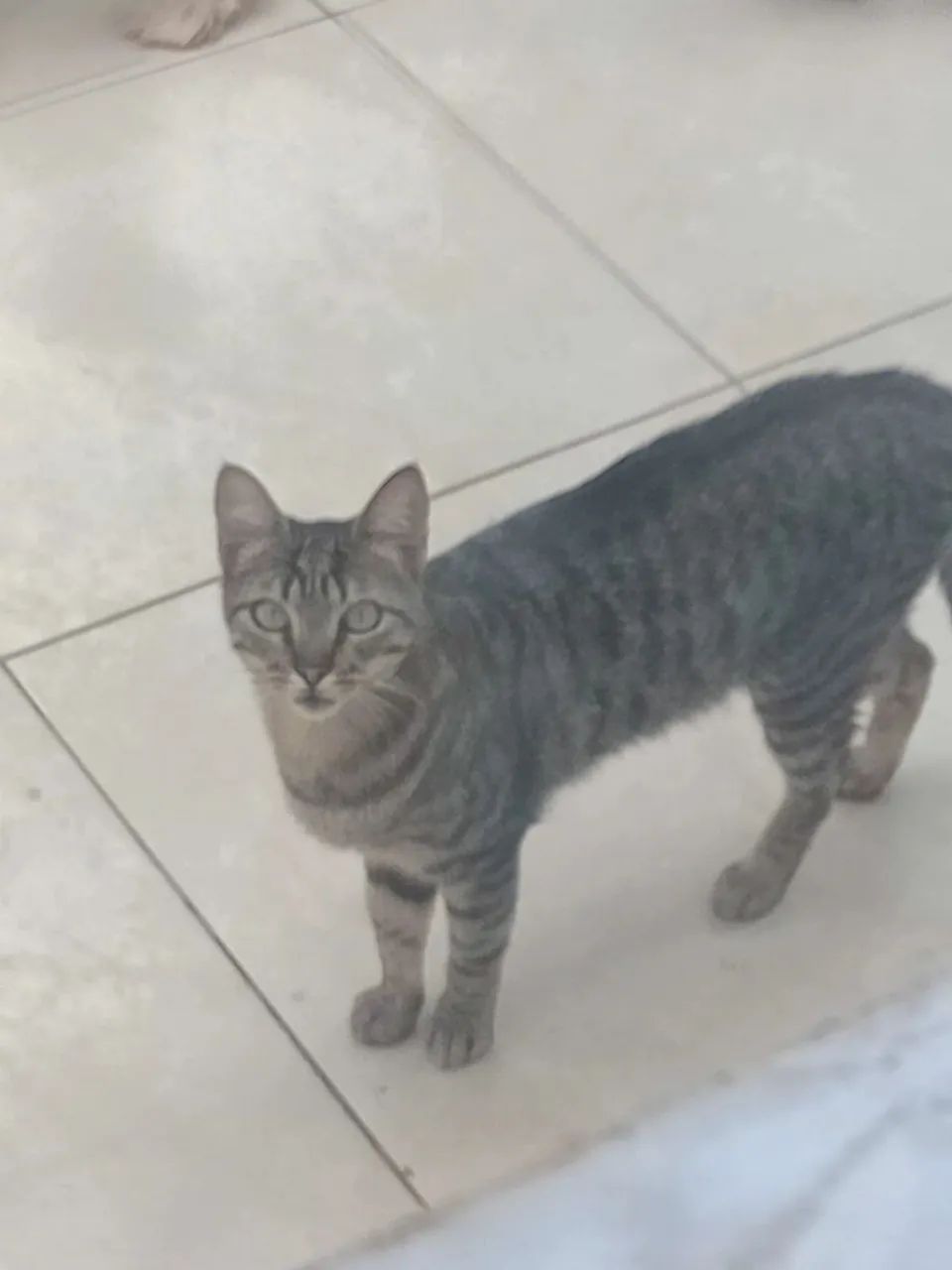 Doação de uma linda gatinha 