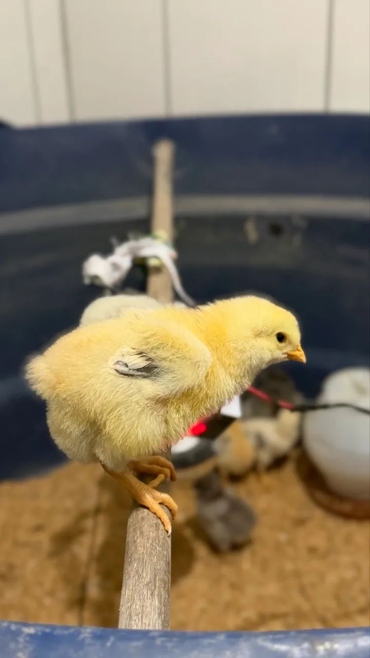 PINTINHOS GSB (GALINHA SERTANEJA BALÃO )