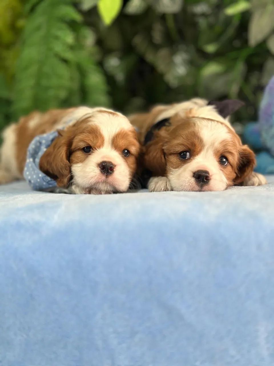 FILHOTES DE CAVALIER KING CHARLES SPANIEL!!!! - Foto 2