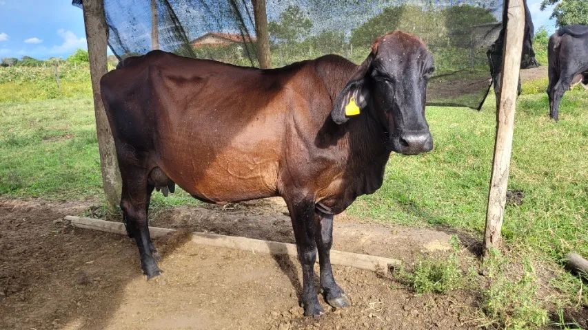 Vacas Leiteiras - Preço de Arroba - Foto 2