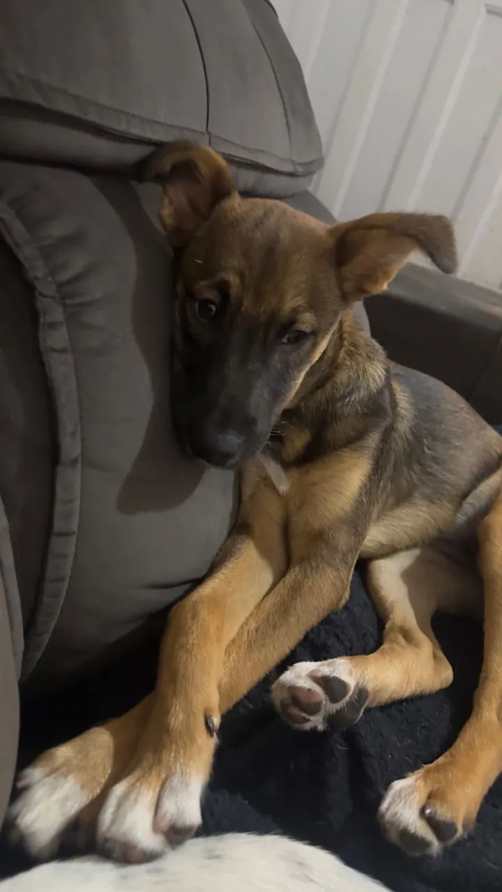 Cachorro - Foto 3