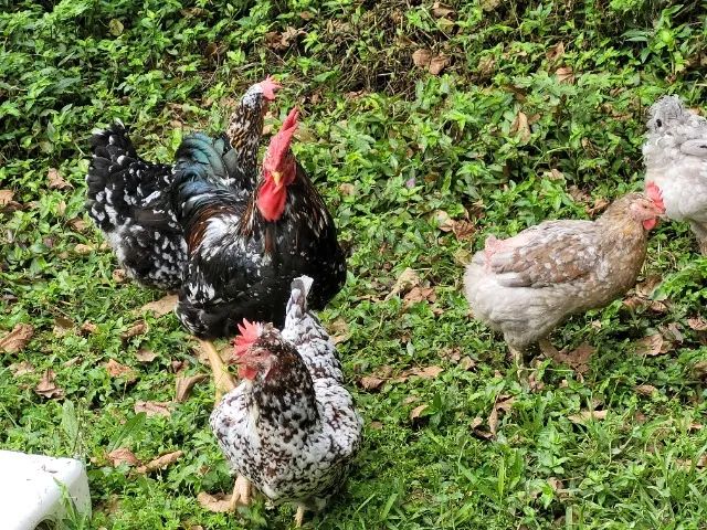Pinto galinha gsb, balao  - Foto 4