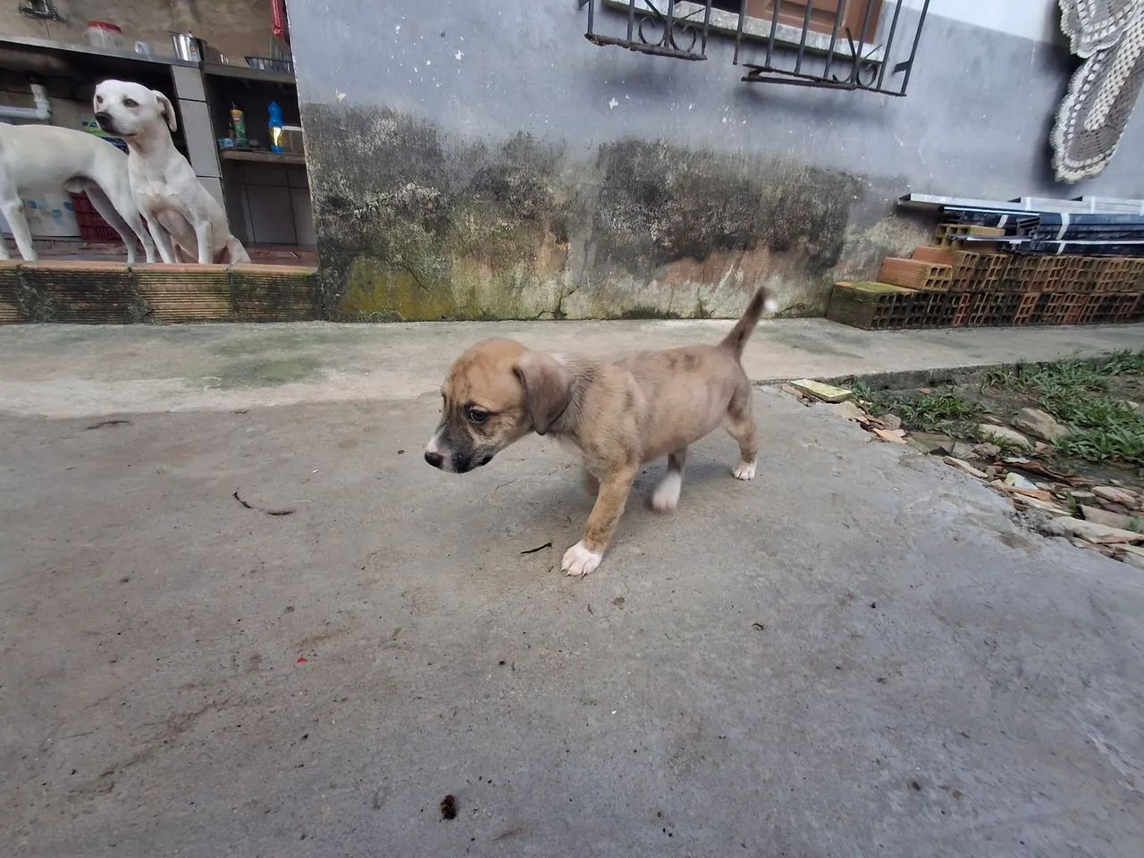 Um filhote Macho ! - Foto 2