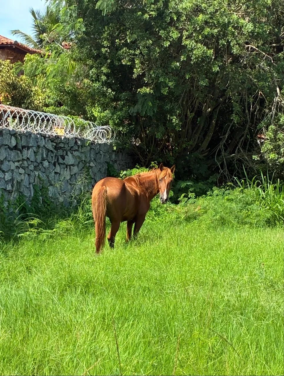 Mangalarga - Foto 4