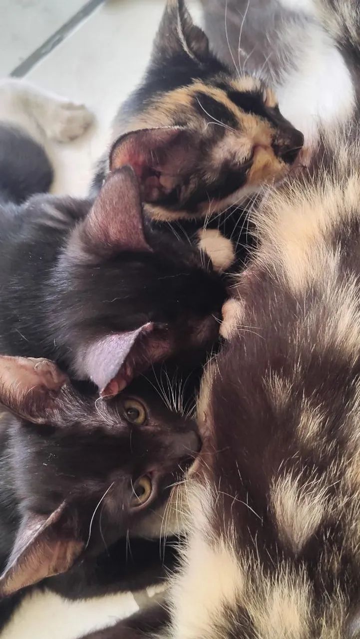 Doa-se gatinhos - Foto 4