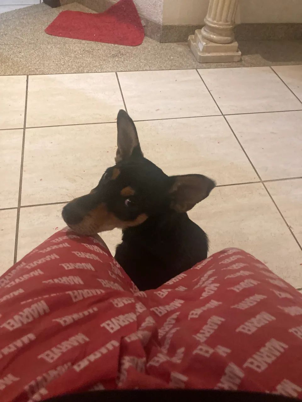 Cachorros pra doação 