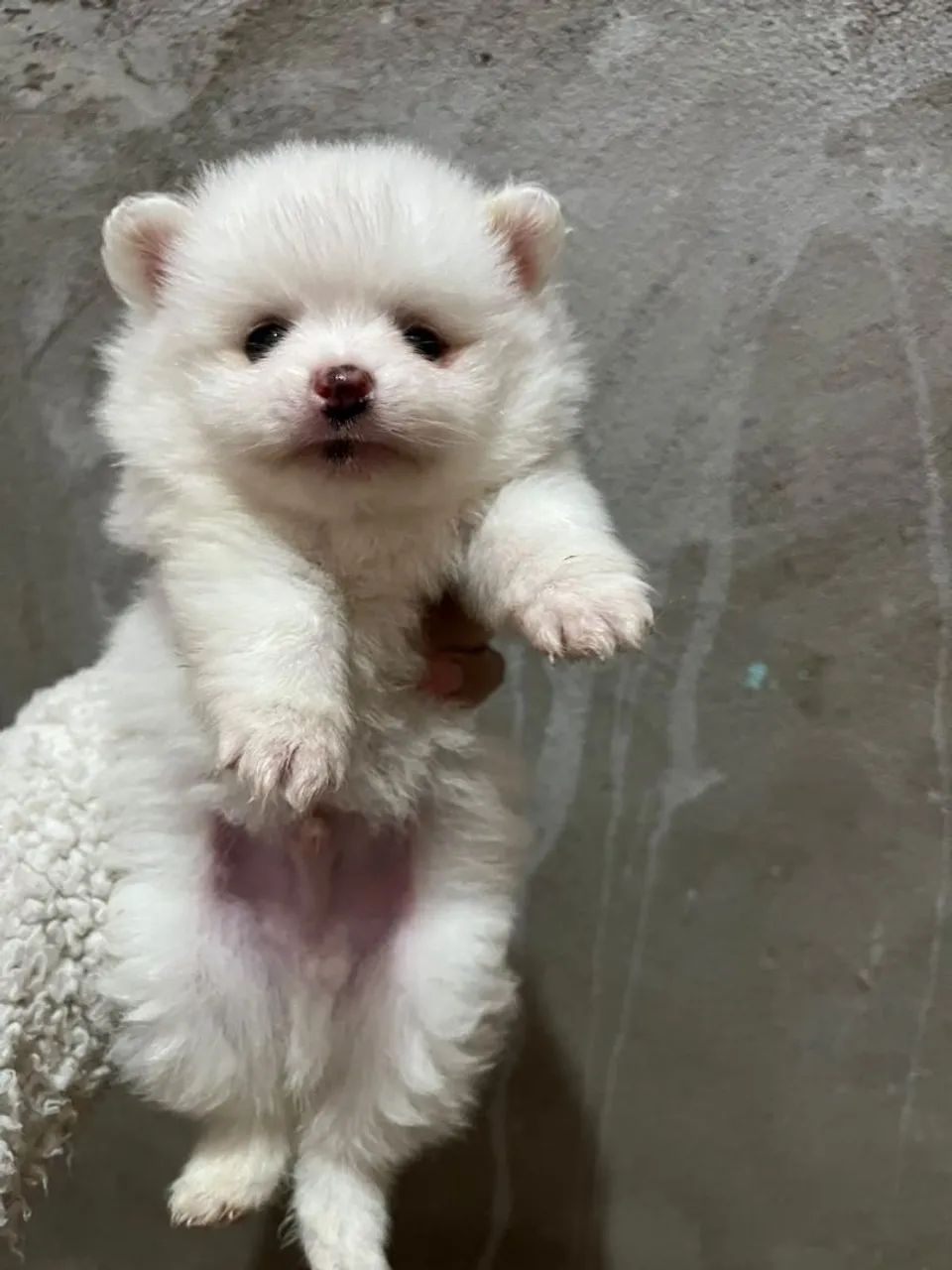 Spitz alemão macho branco - Foto 2