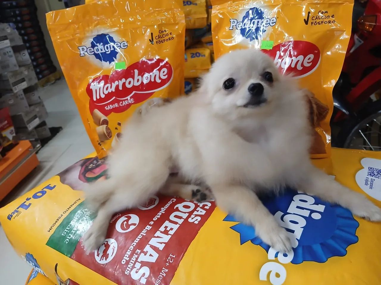 Lulu da Pomerânia