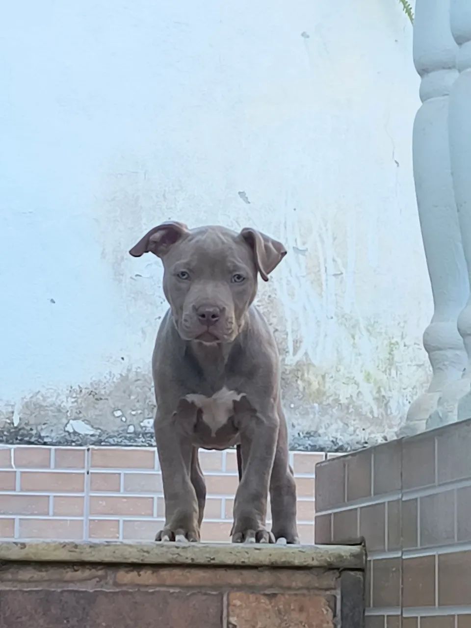 American American Bully
