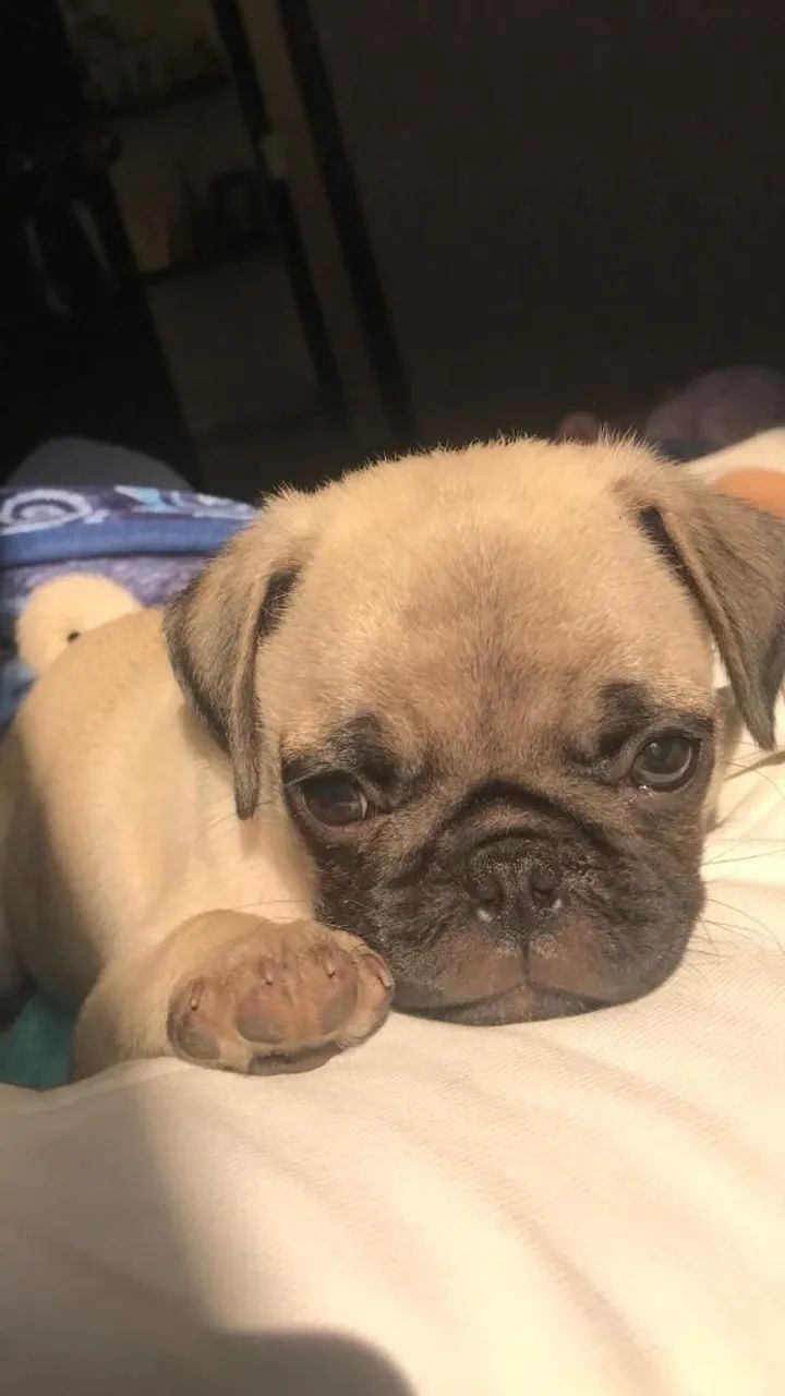 Pug Cachorrinho que merece ser considerado