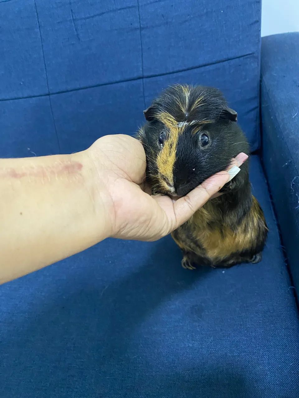 Vendo porquinho da índia com gaiola - Foto 2