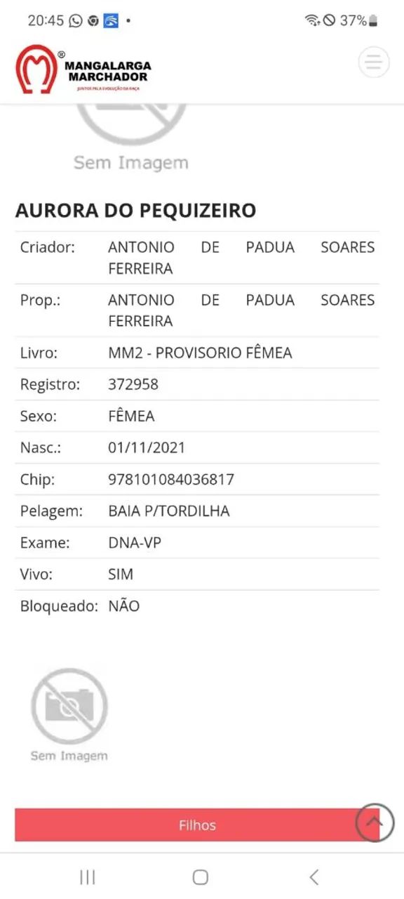 Potra mangalarga registrada  - Foto 6