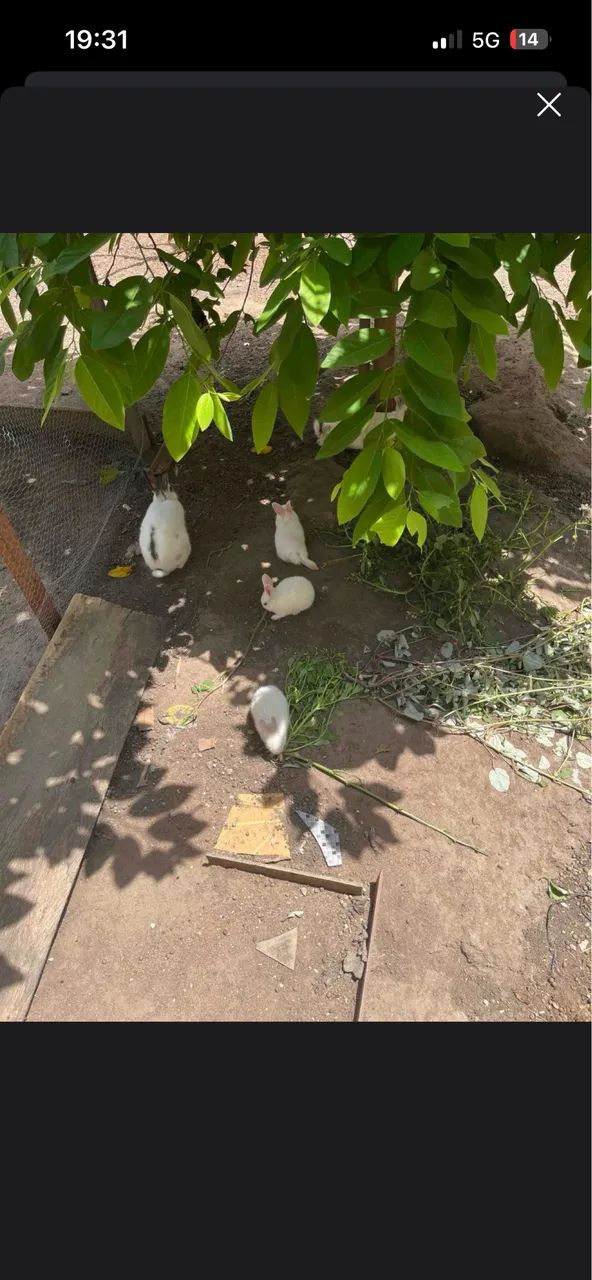 Coelhos Standard - Filhotes - Foto 5