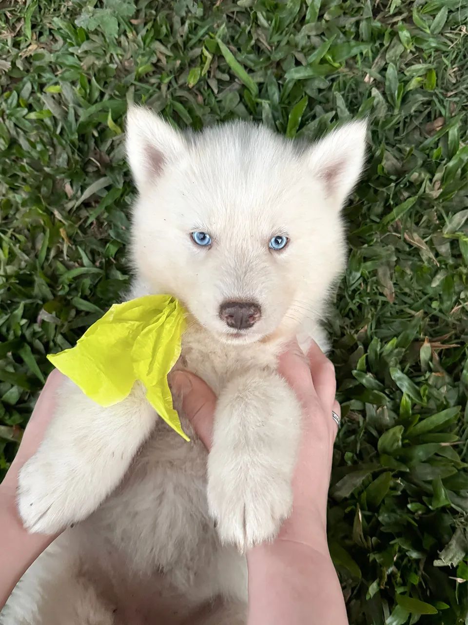 Bebês Husky  - Foto 5