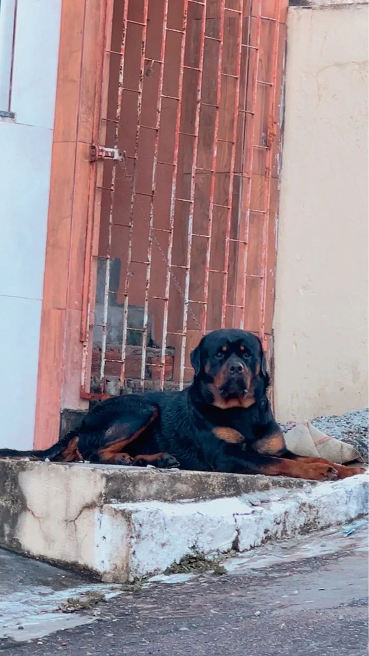 Rottweiler 