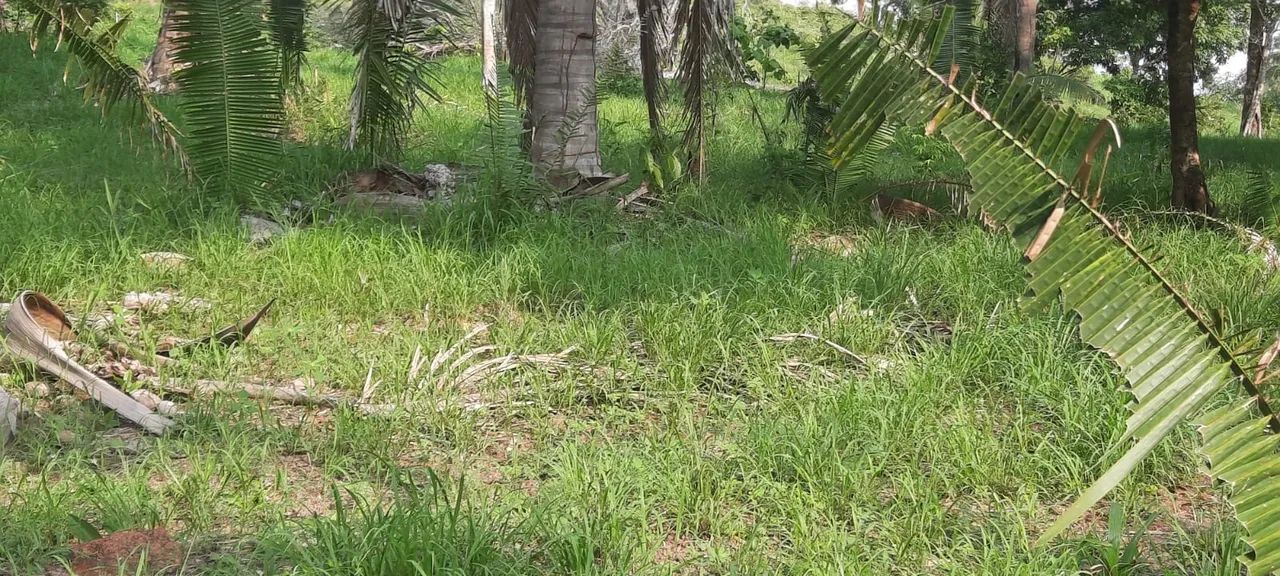 Fazenda à venda colmeia Tocantins - Foto 5