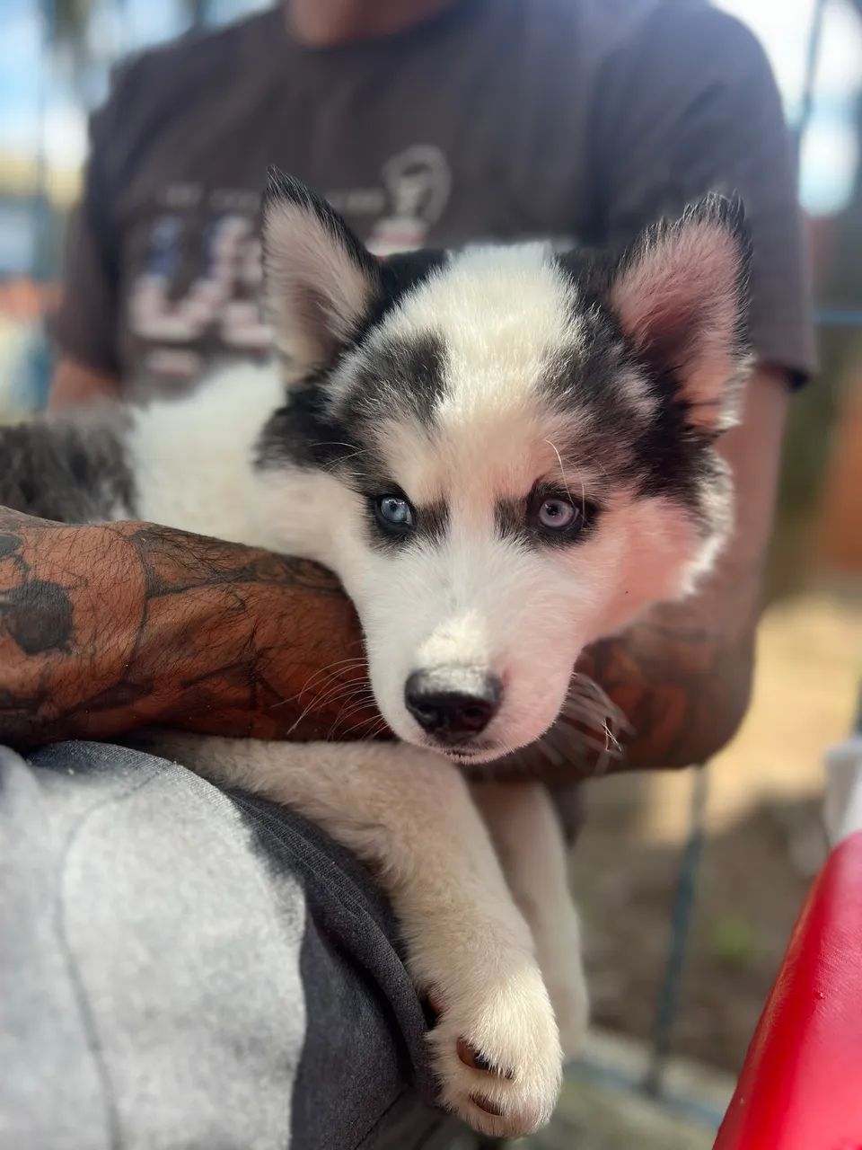 Husky siberiano 
