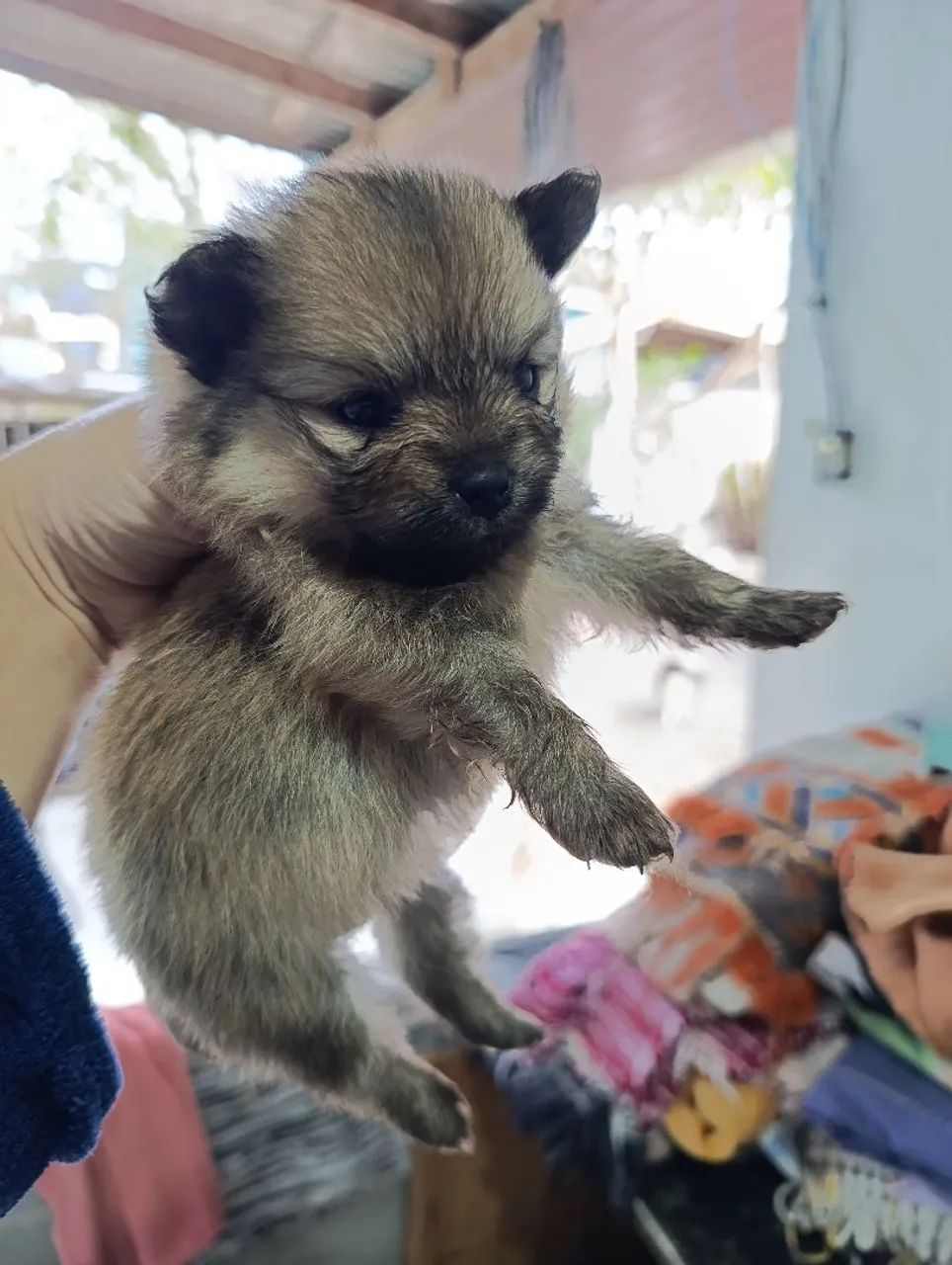 SPITZ ALEMÃO  - Foto 4