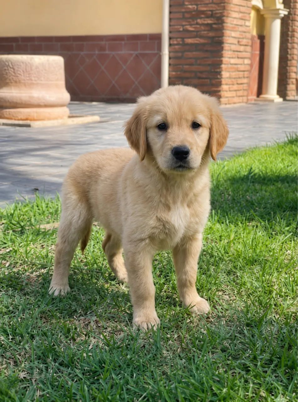 cachorro
