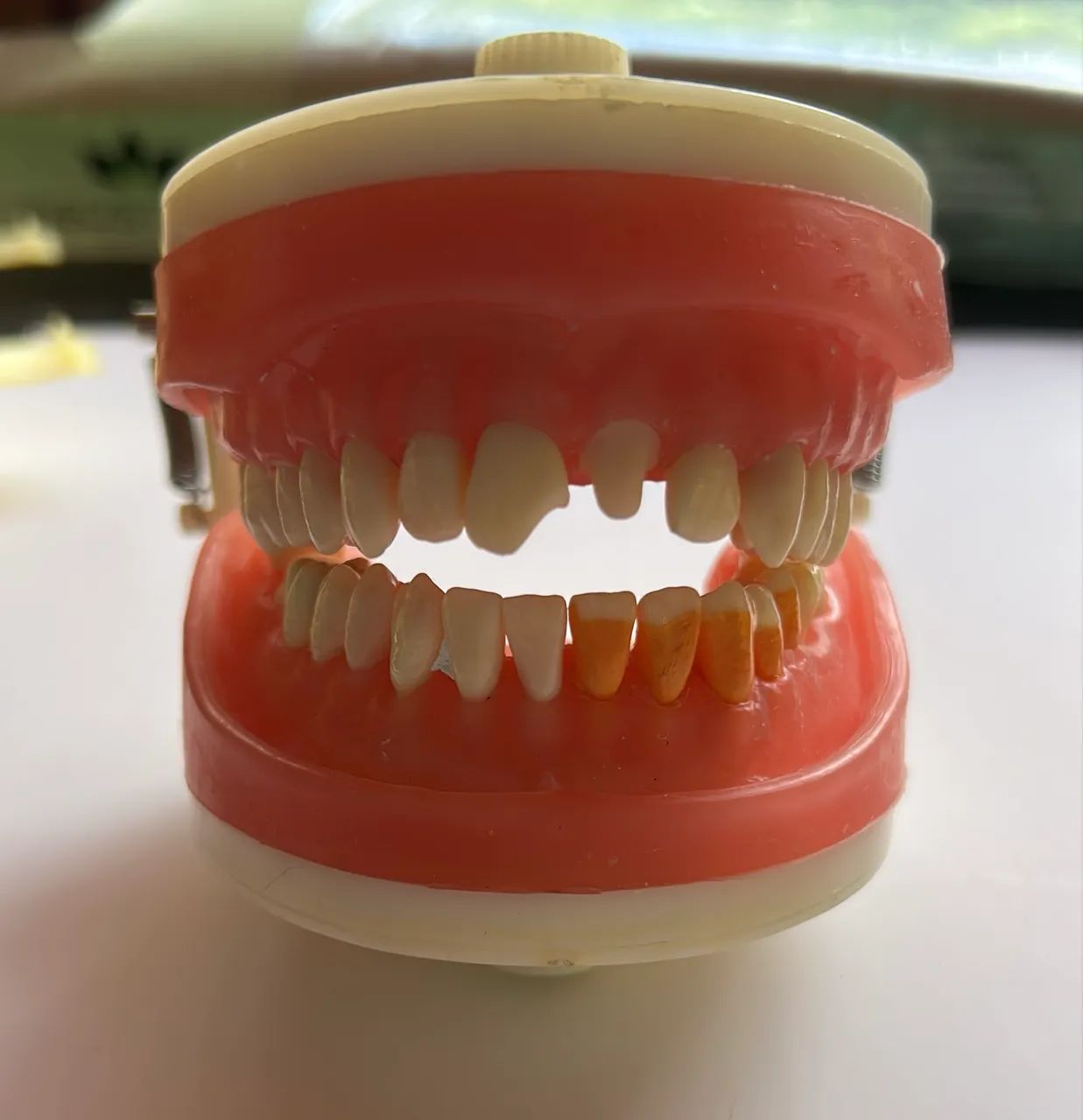 manequim odontológico pronew - dentistica 