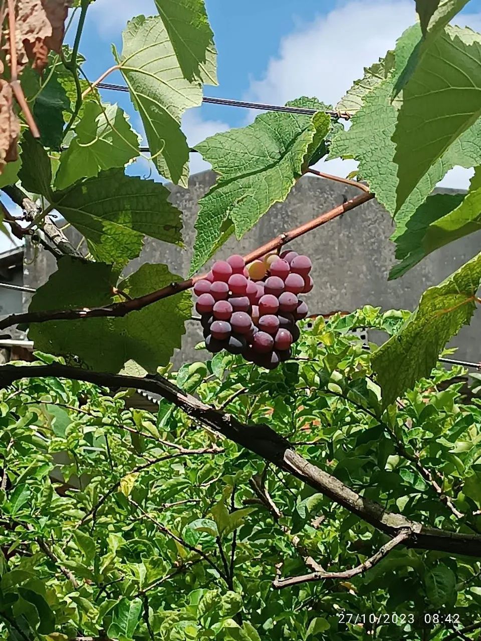 Muda de uva  - Foto 2