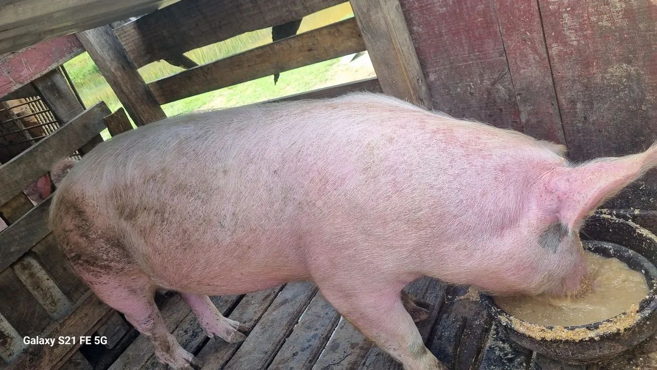 4 cabecas Porcas de primeira cria  - Foto 3