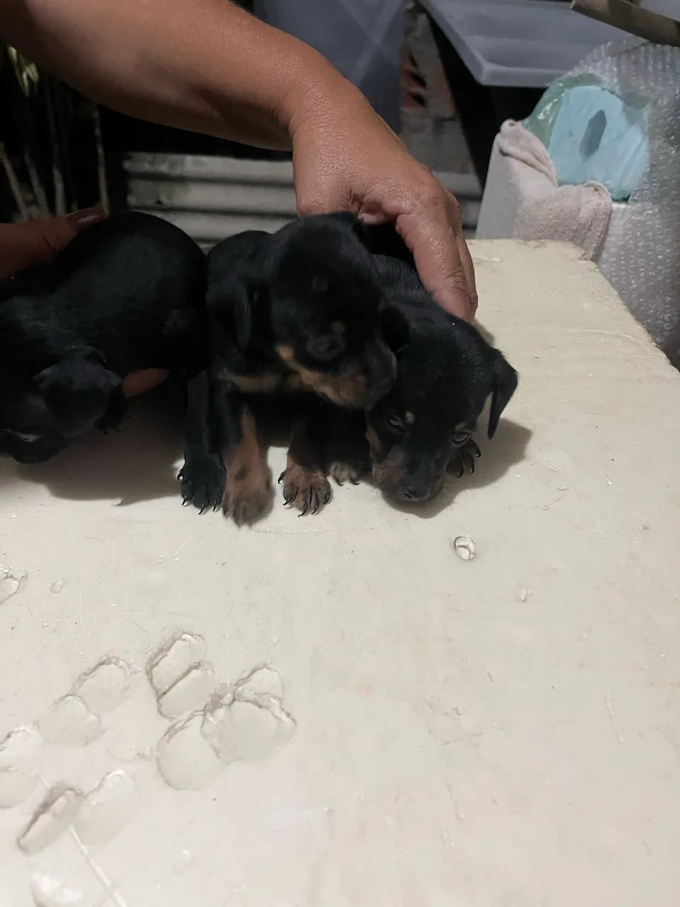 Cachorro pinscher  - Foto 5