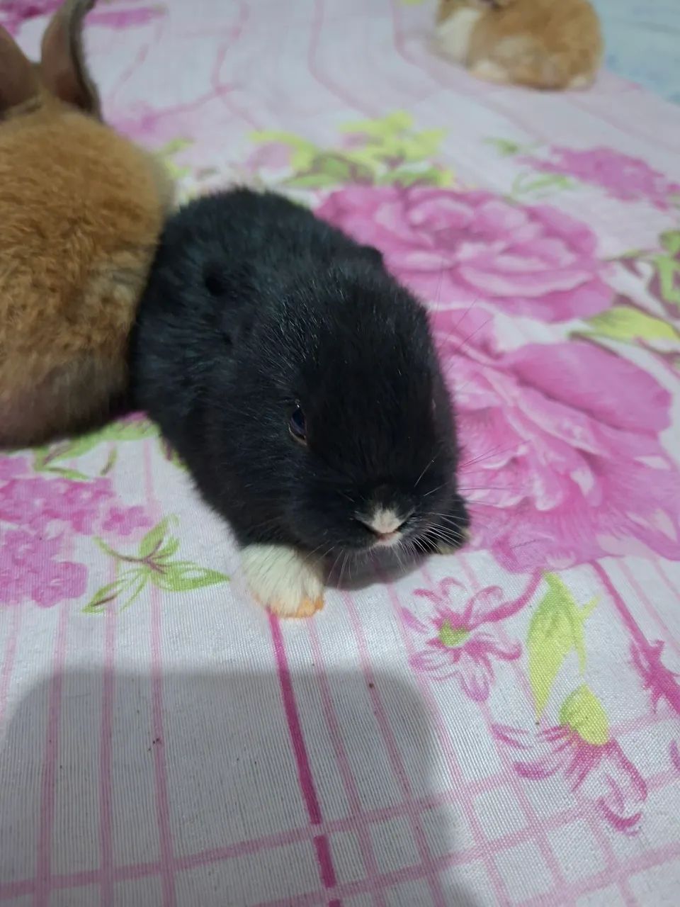 vende coelho - Foto 2