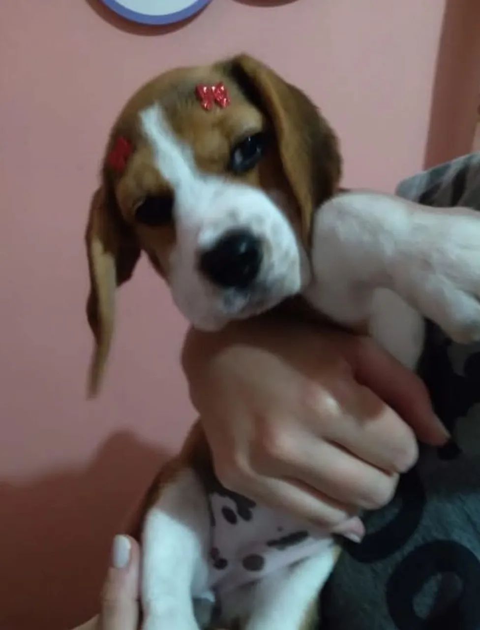Filhotes de Beagles  - Foto 5