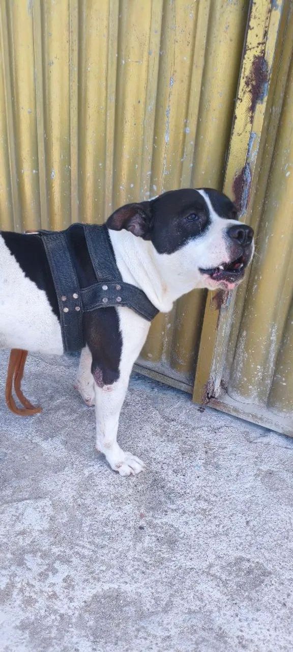 Pitbull abandonado - Foto 2
