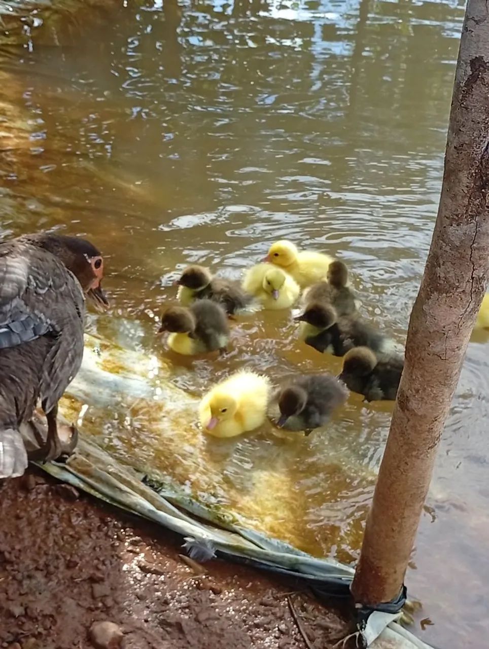 Patinhos 