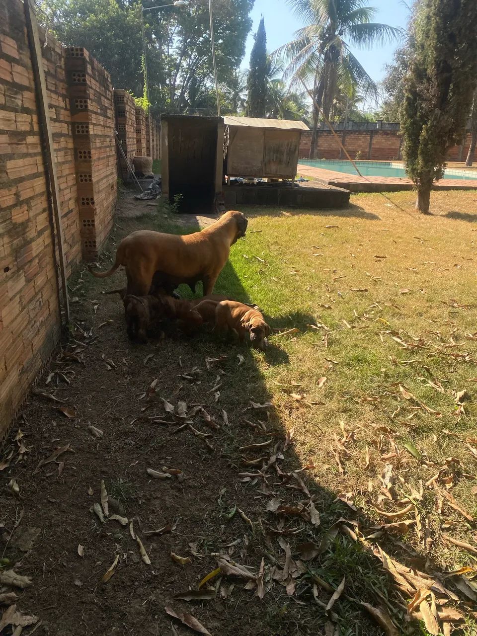 Fila Brasileiro - Foto 3