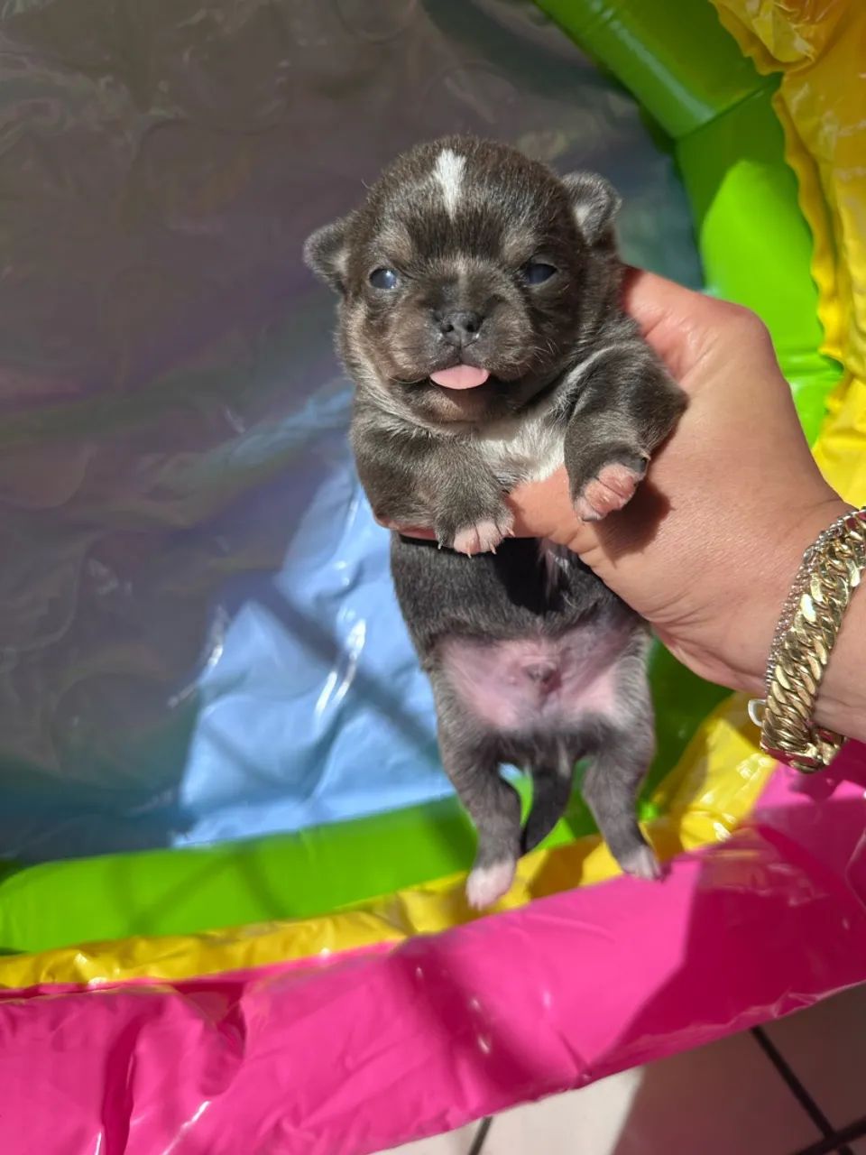 Chihuahua  - Foto 2