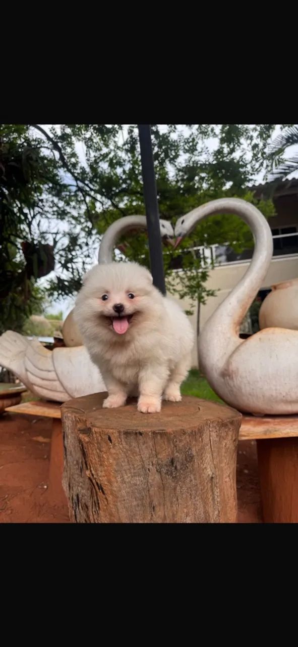 Cachorro  - Foto 2