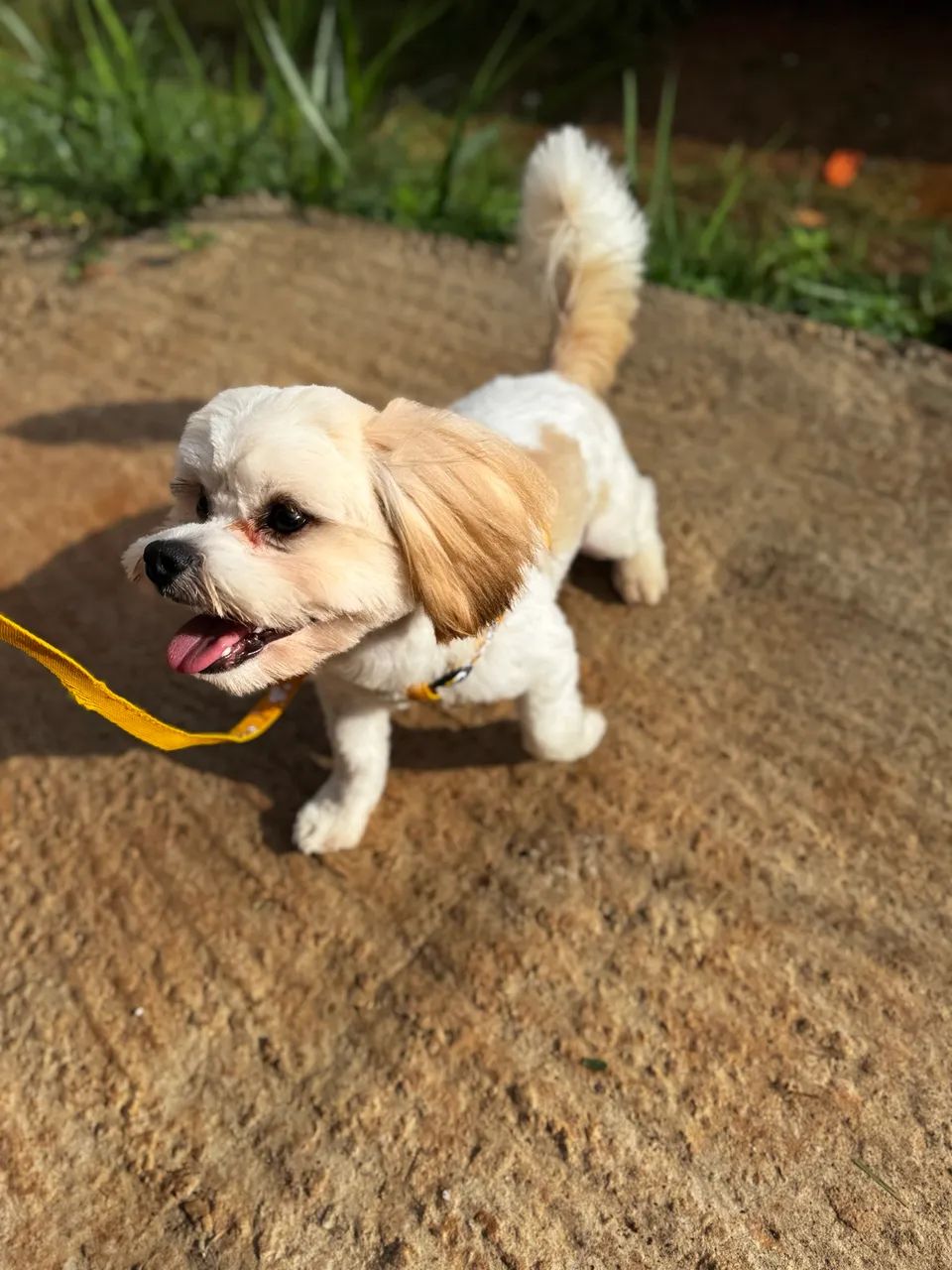 Doação de cachorro  - Foto 4