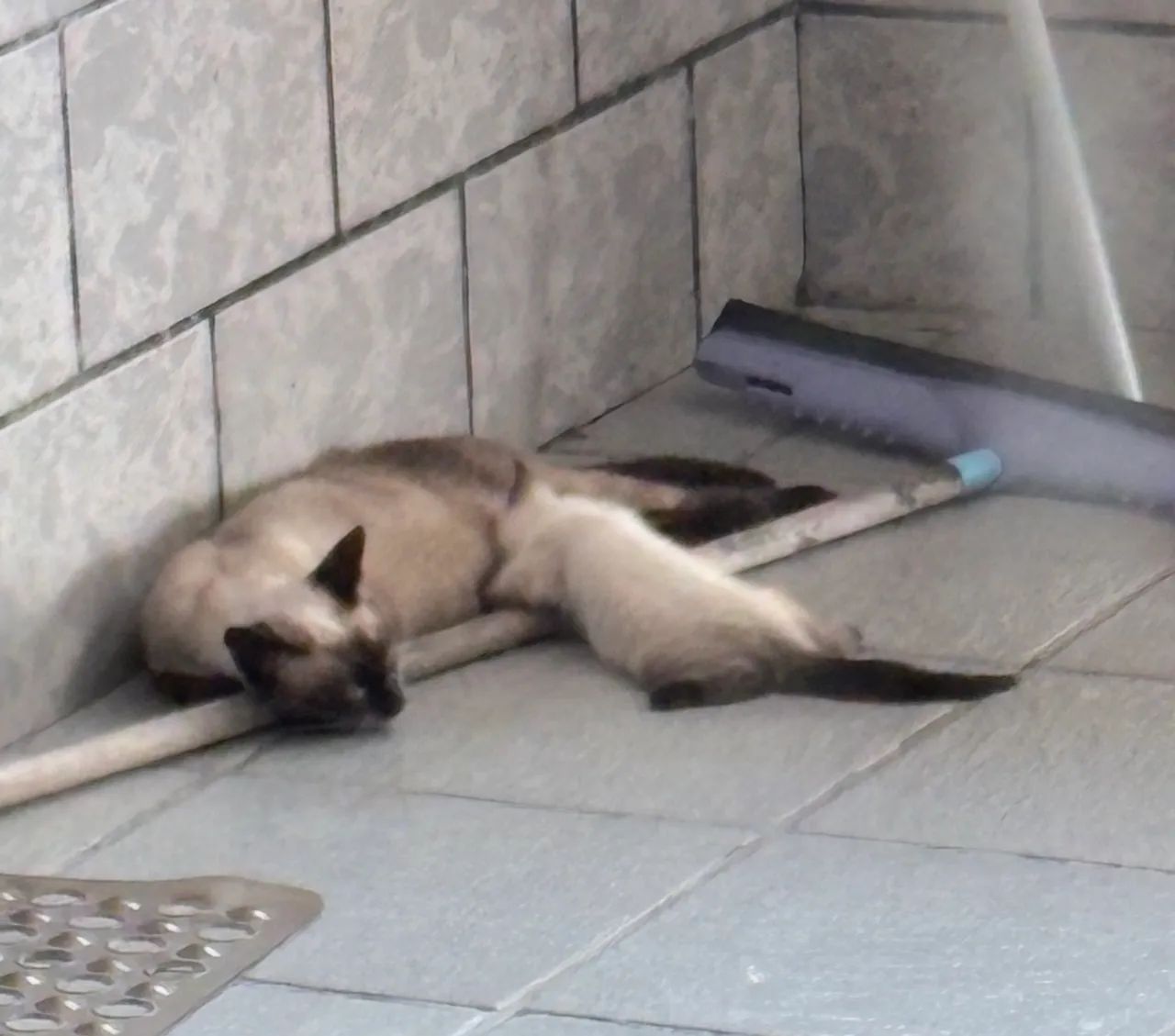 Doação gato siamês 