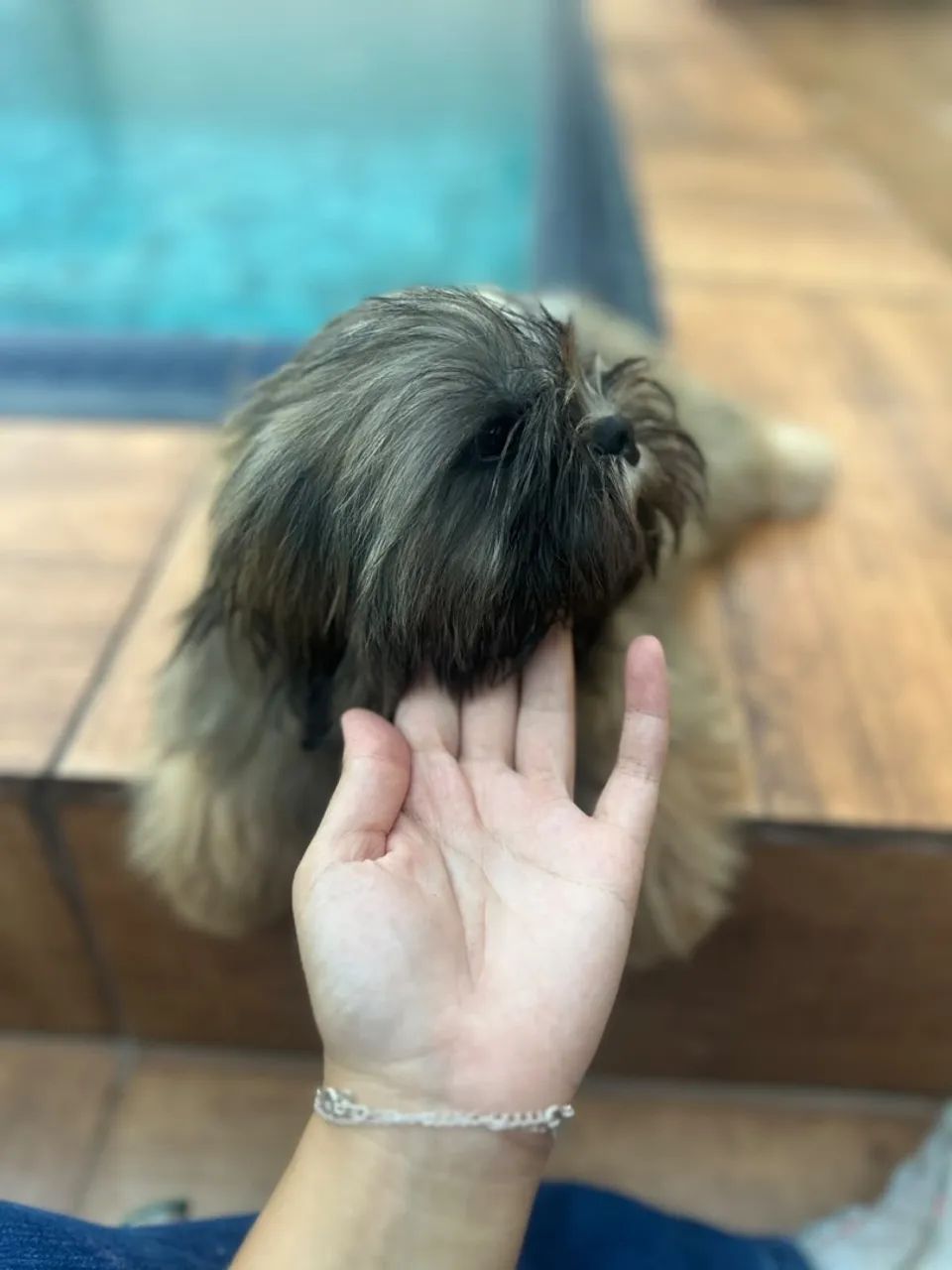Filhote de Shihtzu  - Foto 5