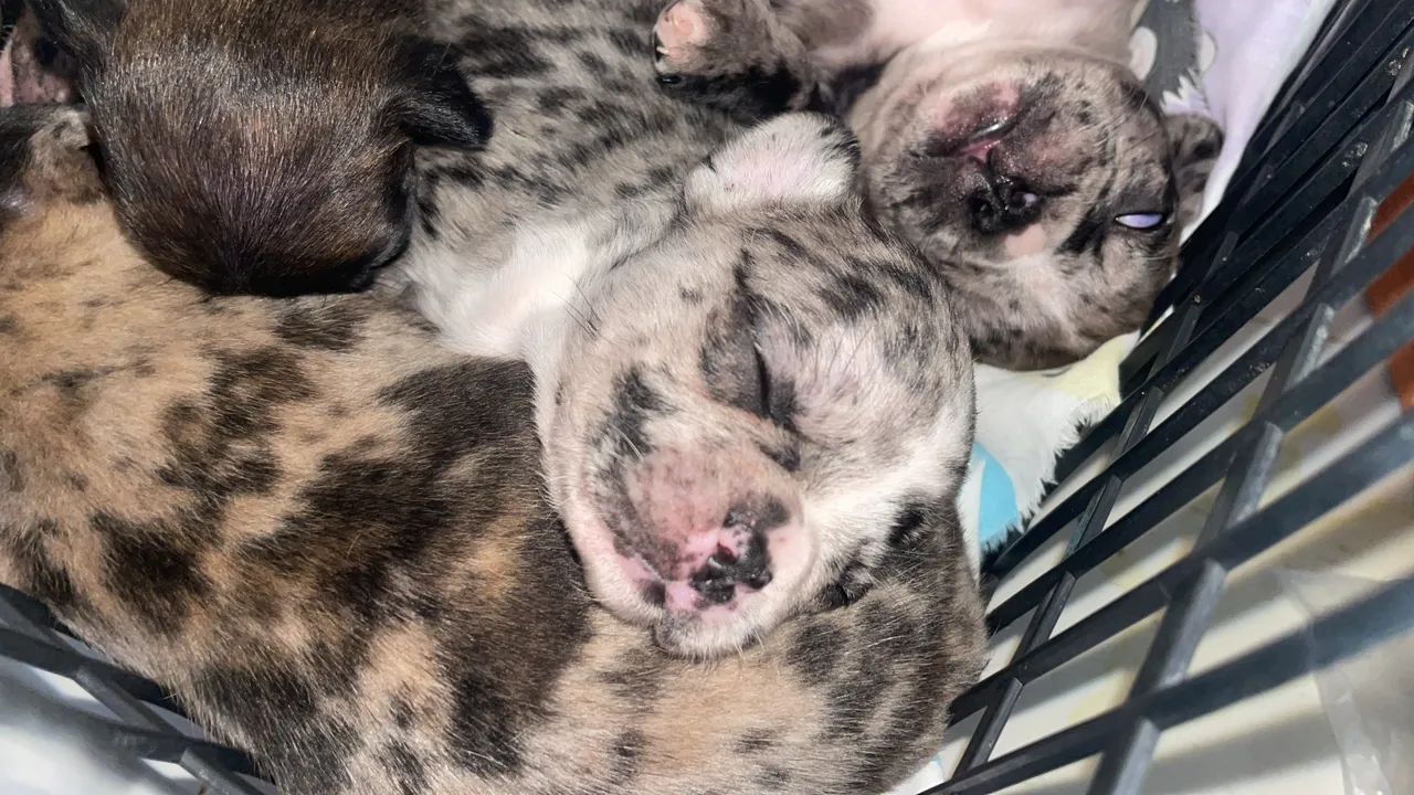 Buldogue francês  - Foto 4
