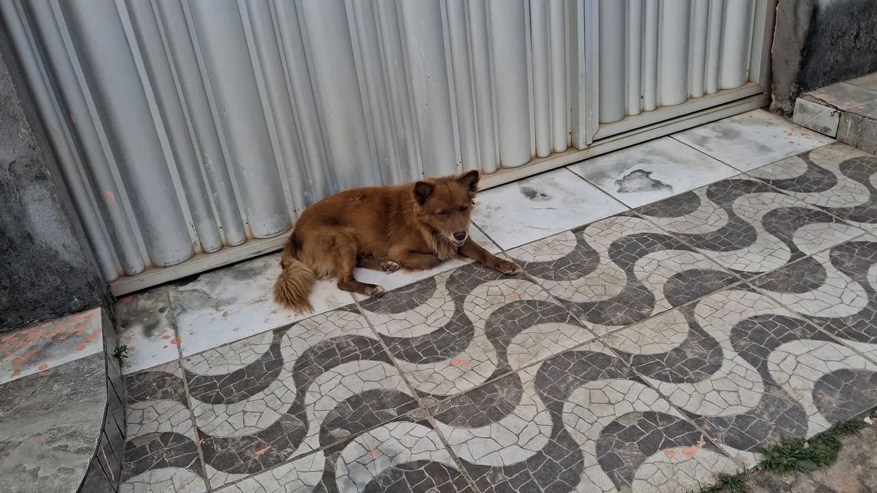 Animal  - Foto 4
