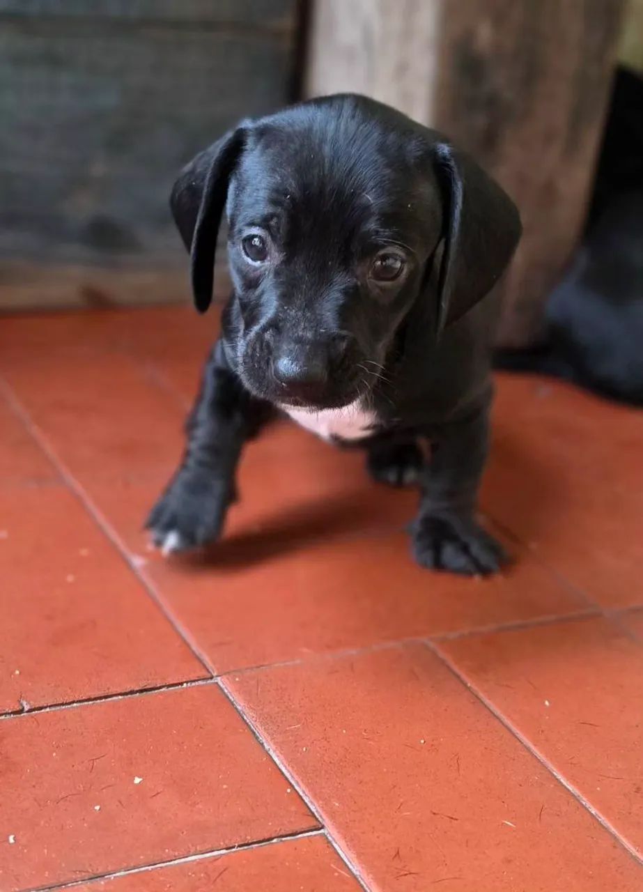 Dachshund  - Foto 2