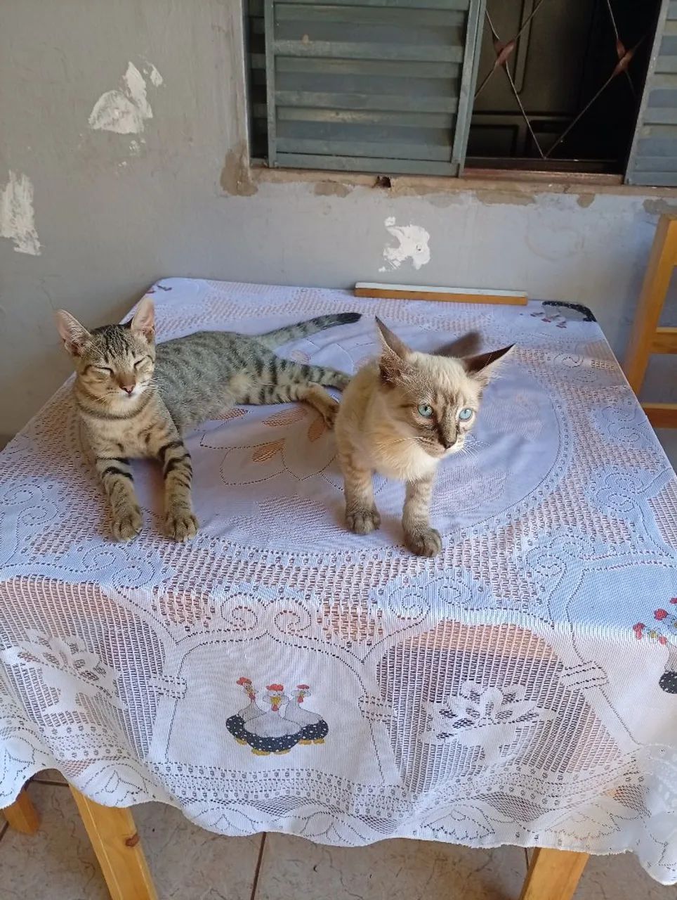 doa se 2 gatinhos machinhos - Foto 2