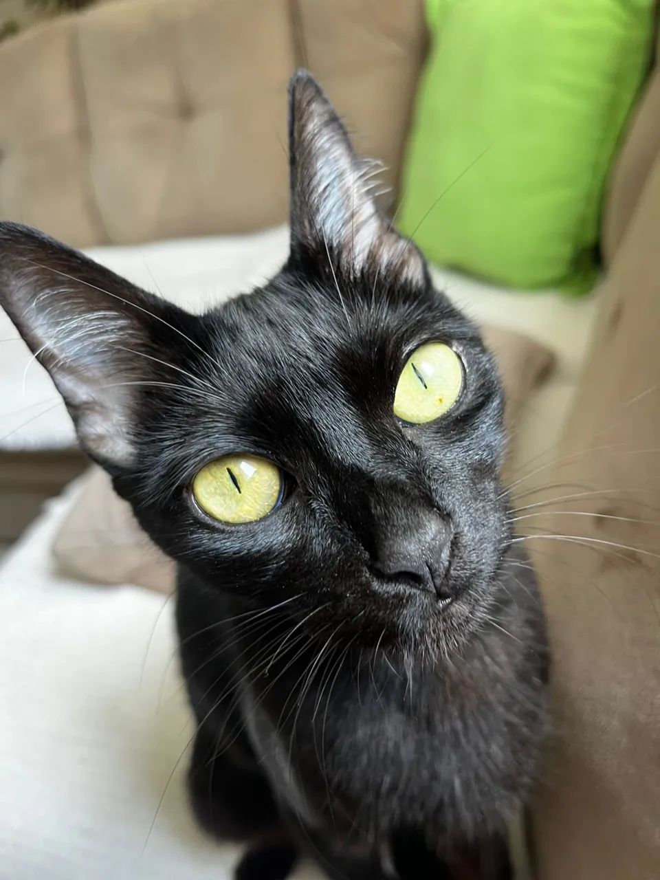 Doação gata genes - Foto 5