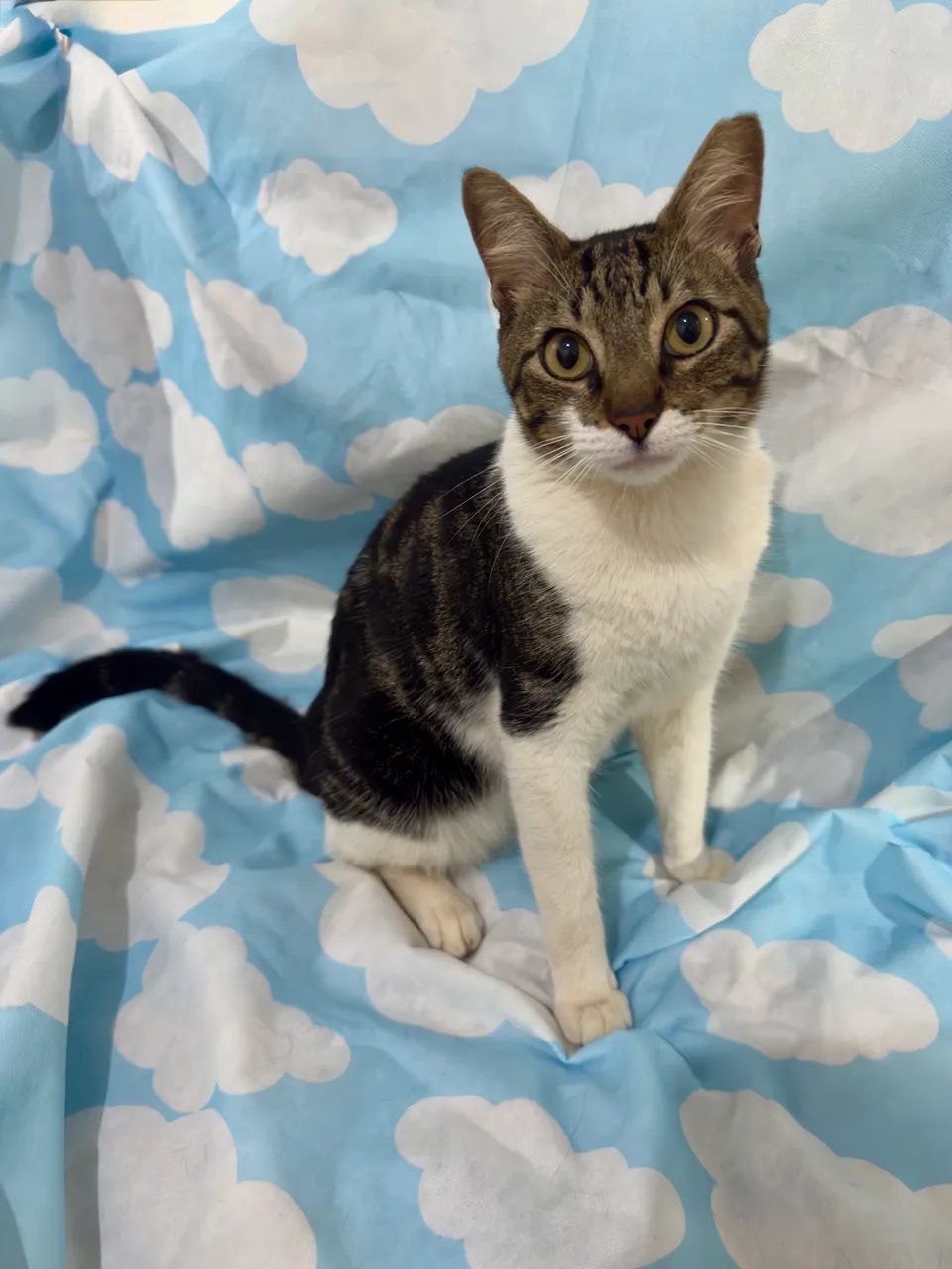 Gatinho castrado para doação 