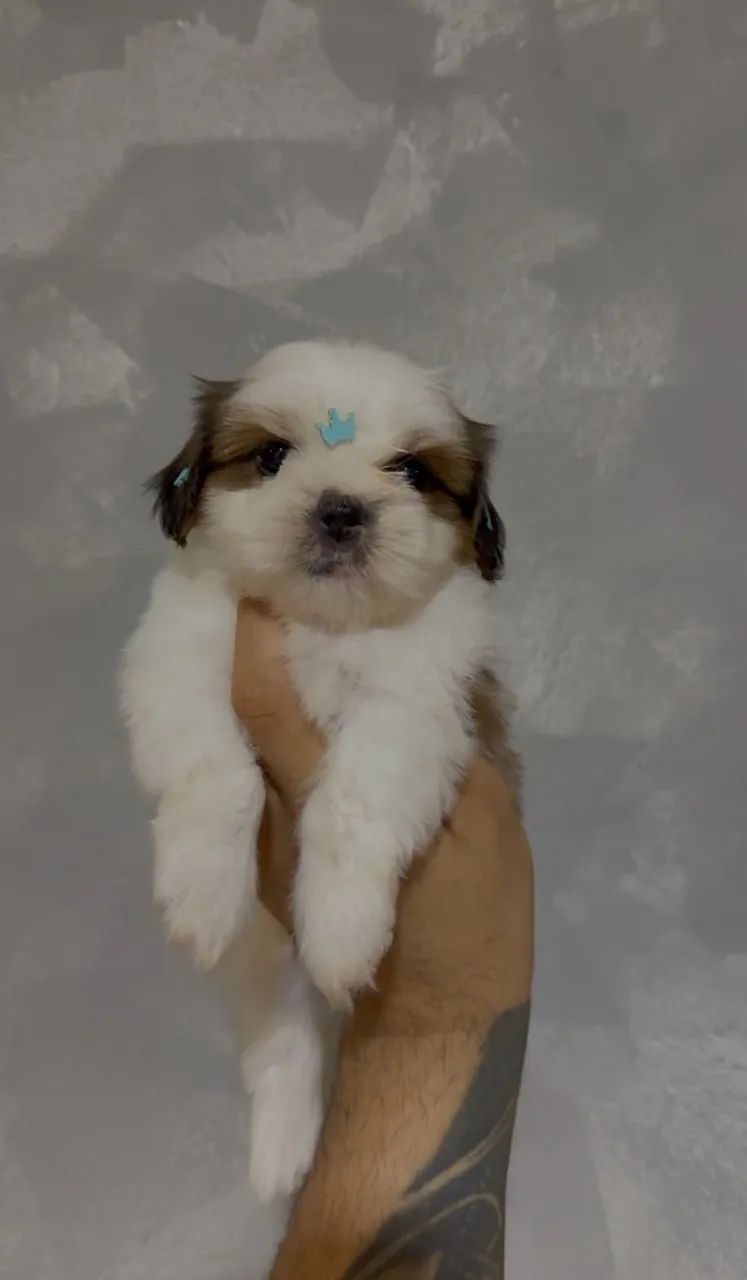 Shihtzu mini macho  - Foto 4